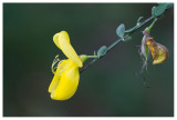 Cytisus scoparius