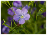 Linum perenne