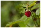 Fragaria vesca