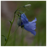 Campanula rotundifolia