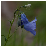 Campanula rotundifolia