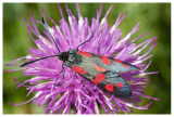 Zygaena filipendulae