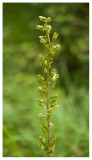 Listera ovata