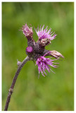 Cirsium rivulare