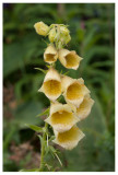 Digitalis ambigua