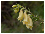 Digitalis ambigua