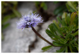 Globularia nudicaulis