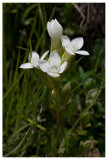 Gentianella campestris