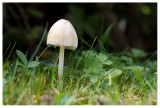 Mycena sp.