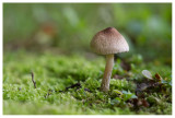 Inocybe sp.
