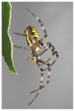 Argiope bruennichi