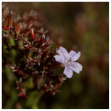 Limonium minutum