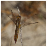 Crocothemis erythraea (f)