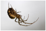 Araneus diadematus