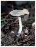 Russula