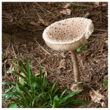 Macrolepiota procera