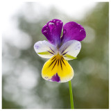 Viola tricolor