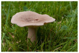 Lactarius glyciosmus