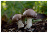 Stropharia rugosoannulata