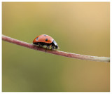 Coccinella septempunctata 