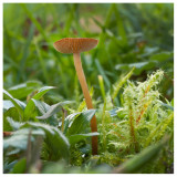 Mycena