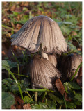 Coprinus atramentarius 