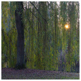 weeping-willow