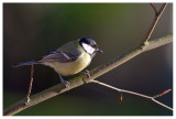 Great Tit 