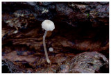 Marasmius epiphyllus 