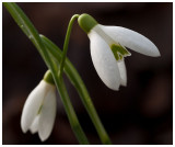 Galanthus nivalis 