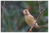 Greenfinch (female) 