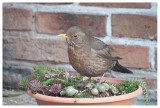 Blackbird (female) 