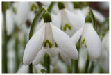 Galanthus nivalis 