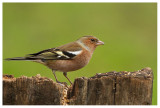 Chaffinch