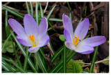 Crocus vernus