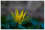 Ranunculus ficaria 