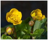Caltha palustris 