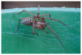Tegenaria gigantea