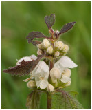 Lamium album 