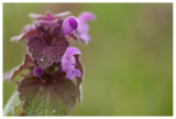 Lamium purpureum 