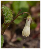 Symphytum tuberosum 