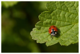 Coccinella septempunctata 