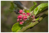 Apple blossoms