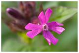 Silene dioica 