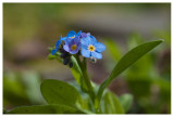Myosotis sylvatica 
