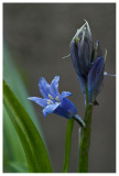 Hyacinthoides non-scripta 