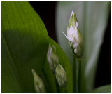 Allium ursinum