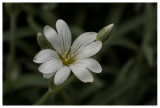 Cerastium fontanum subsp. vulgare 