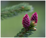 Picea Pungens Young Cones