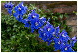 Delphinium